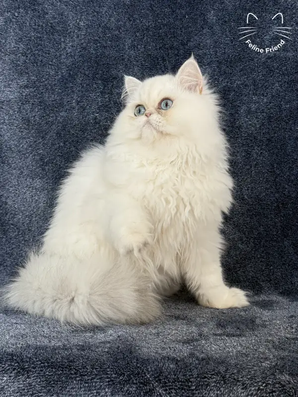 Nugget, a chinchilla point exotic/persian kitten — photo 5