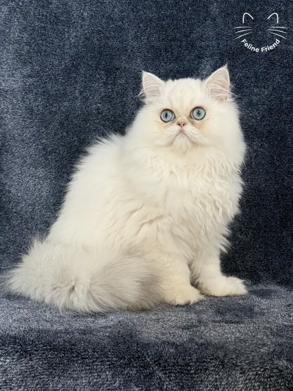 Nugget, a chinchilla point exotic/persian kitten — photo 6