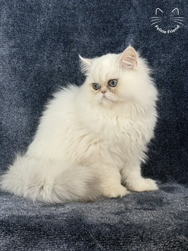 Nugget, a chinchilla point exotic/persian kitten — photo 7