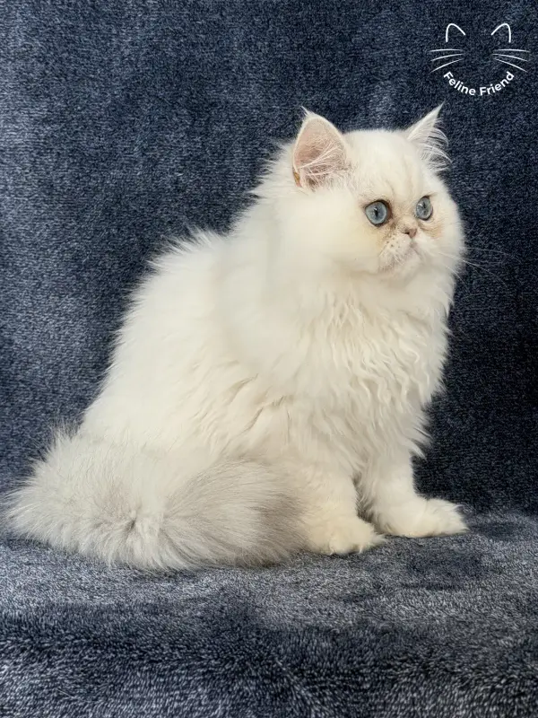 Nugget, a chinchilla point exotic/persian kitten — photo 8