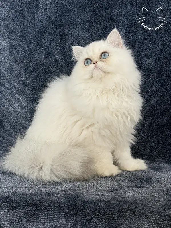 Nugget, a chinchilla point exotic/persian kitten — photo 9