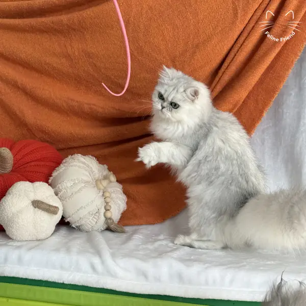 Olive, a silver shaded persian kitten