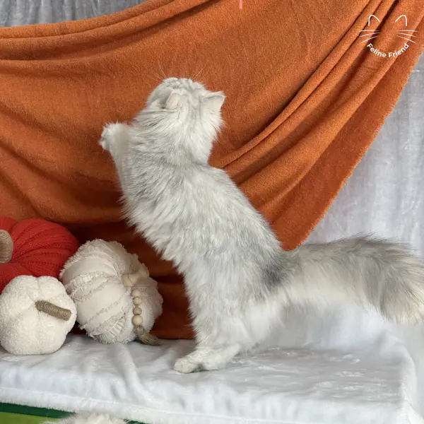 Olive, a silver shaded persian kitten — photo 2