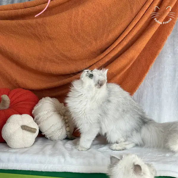 Olive, a silver shaded persian kitten — photo 3