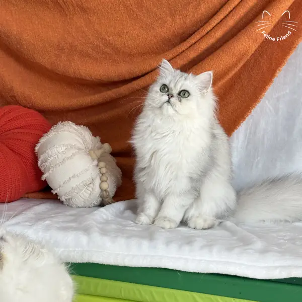 Olive, a silver shaded persian kitten — photo 4