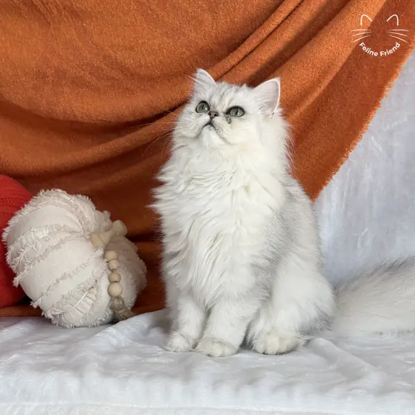 Olive, a silver shaded persian kitten — photo 5