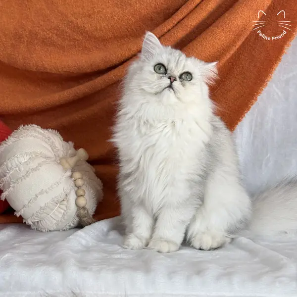 Olive, a silver shaded persian kitten — photo 6