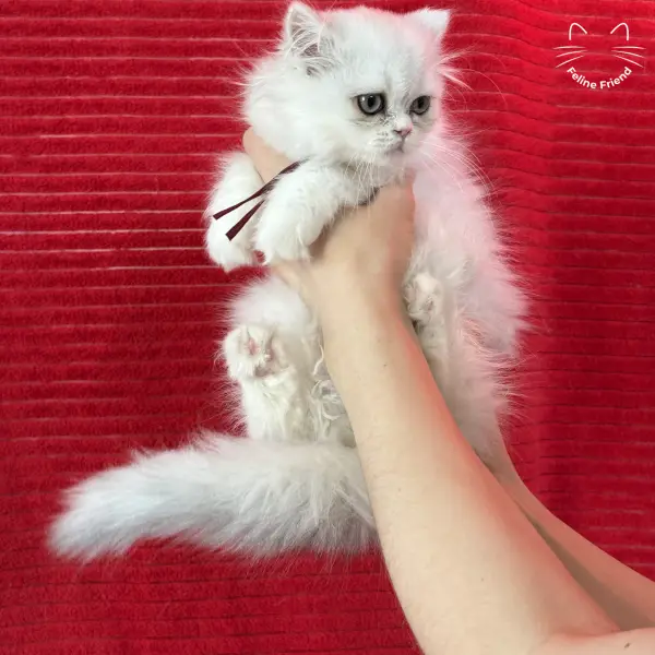 Raspberry, a bicolor persian kitten