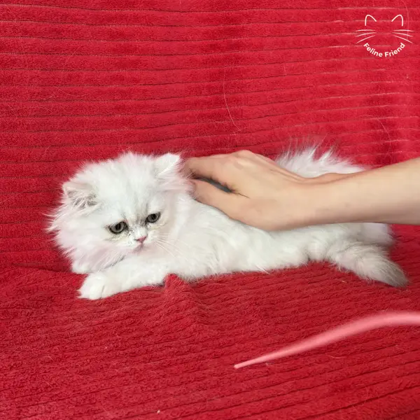 Raspberry, a bicolor persian kitten — photo 10