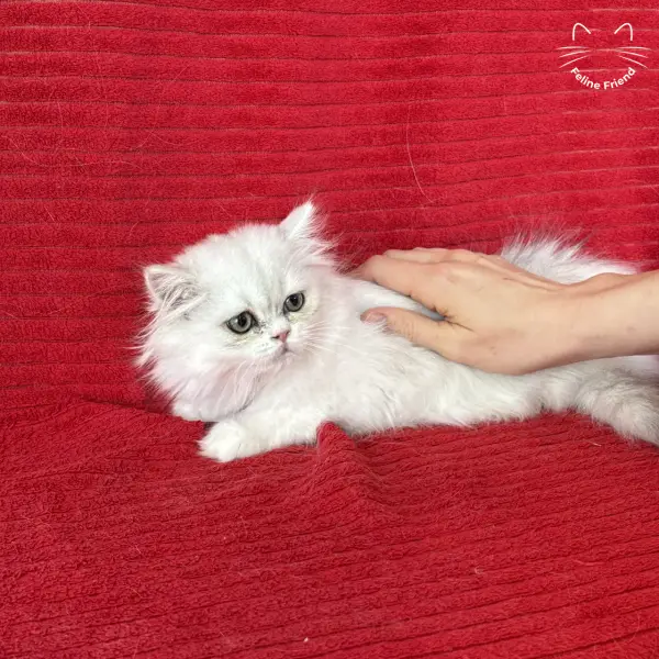Raspberry, a bicolor persian kitten — photo 11