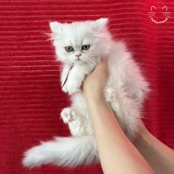 Raspberry, a bicolor persian kitten — photo 2