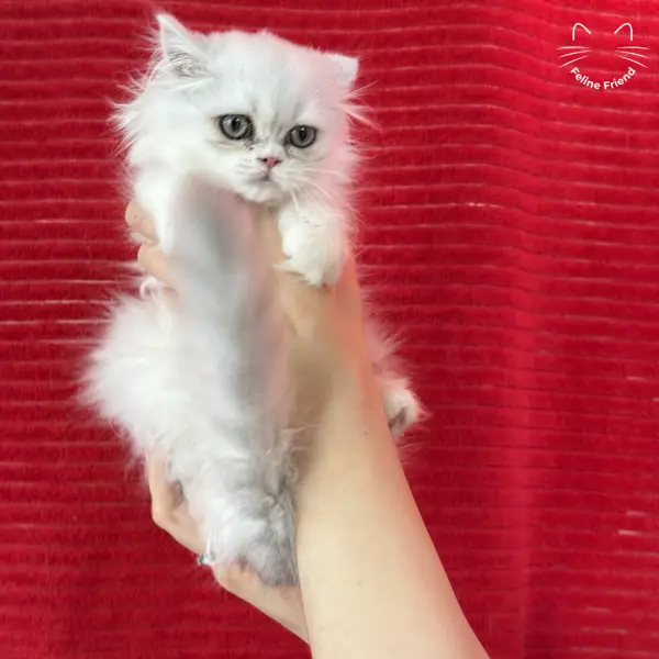 Raspberry, a bicolor persian kitten — photo 3