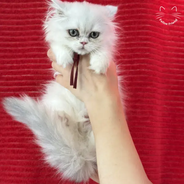 Raspberry, a bicolor persian kitten — photo 4