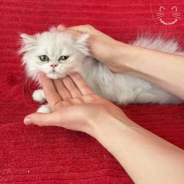 Raspberry, a bicolor persian kitten — photo 5