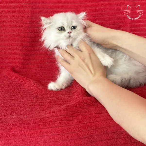 Raspberry, a bicolor persian kitten — photo 6