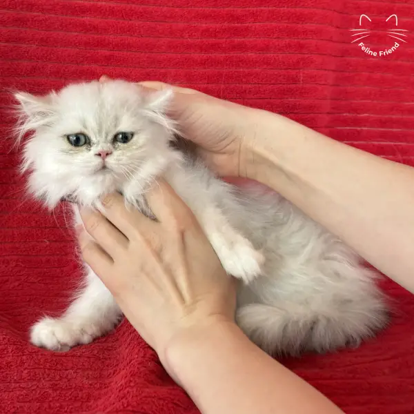 Raspberry, a bicolor persian kitten — photo 7