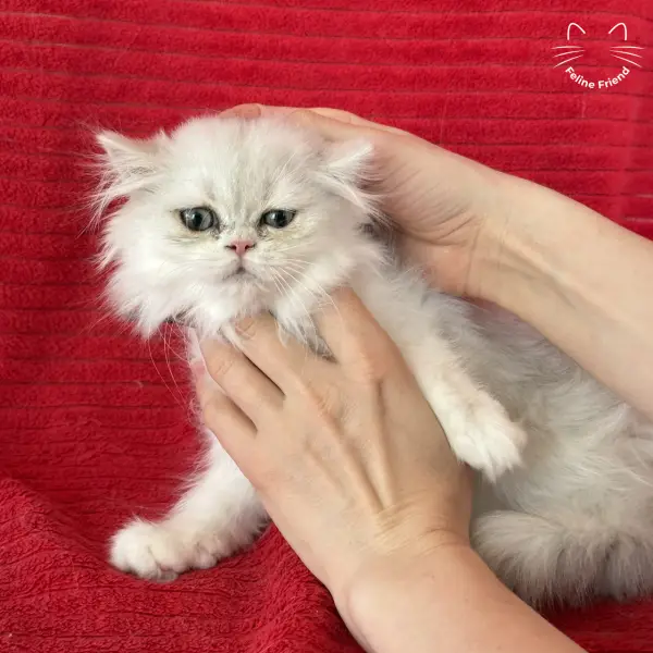Raspberry, a bicolor persian kitten — photo 8