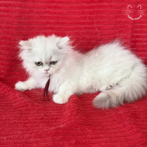 Raspberry, a bicolor persian kitten — photo 9