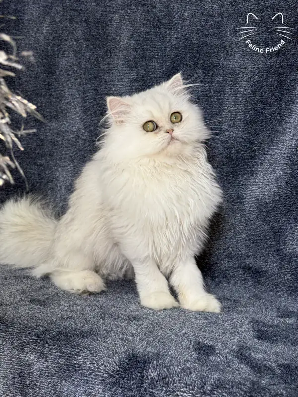 Rosie, a silver shaded exotic/persian kitten