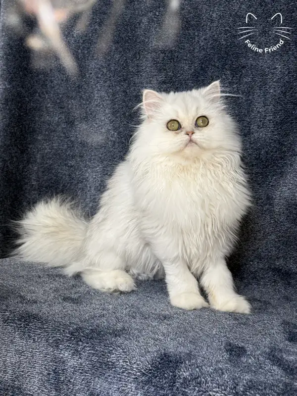 Rosie, a silver shaded exotic/persian kitten — photo 2