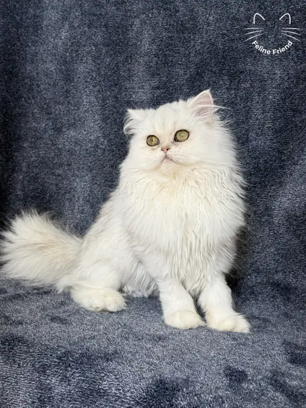 Rosie, a silver shaded exotic/persian kitten — photo 3