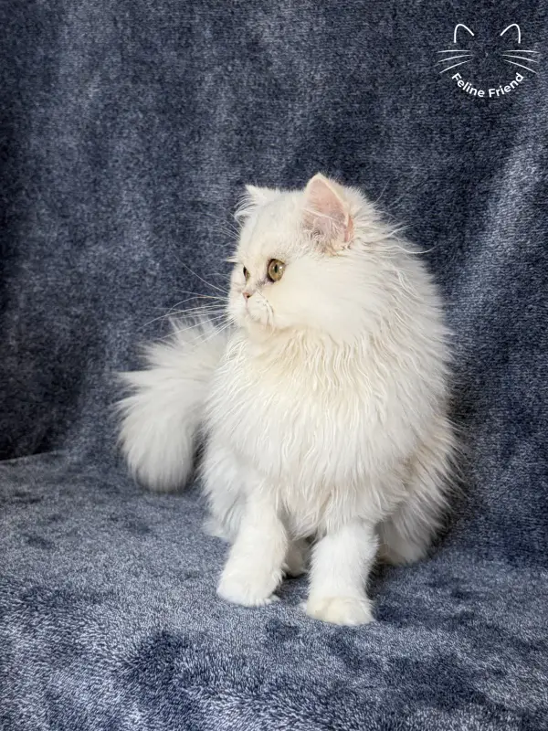 Rosie, a silver shaded exotic/persian kitten — photo 4