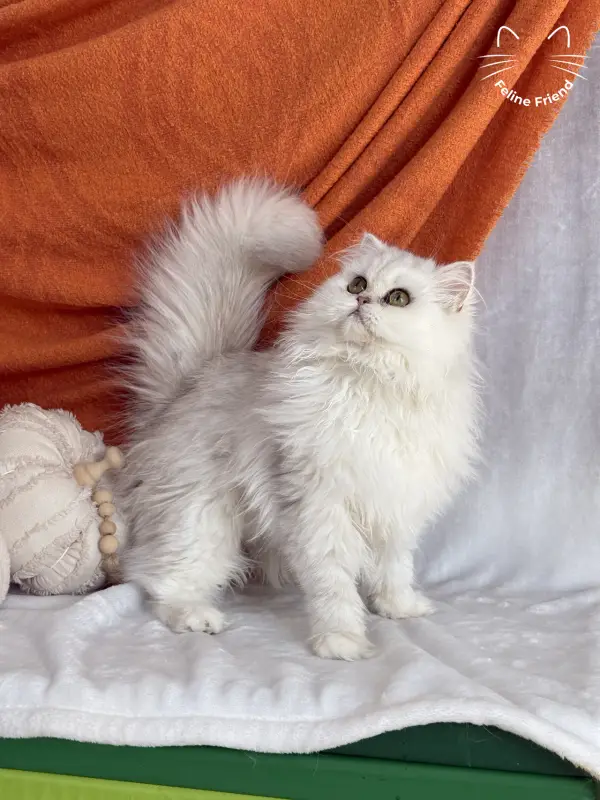 Rosie, a silver shaded exotic/persian kitten — photo 5