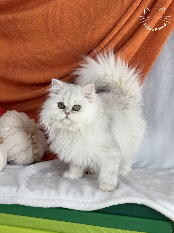 Rosie, a silver shaded exotic/persian kitten — photo 6