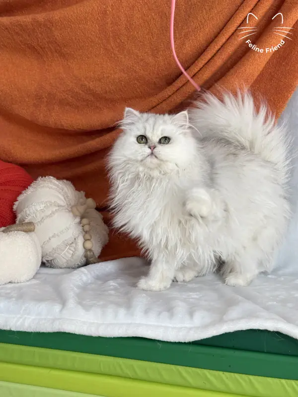 Rosie, a silver shaded exotic/persian kitten — photo 7