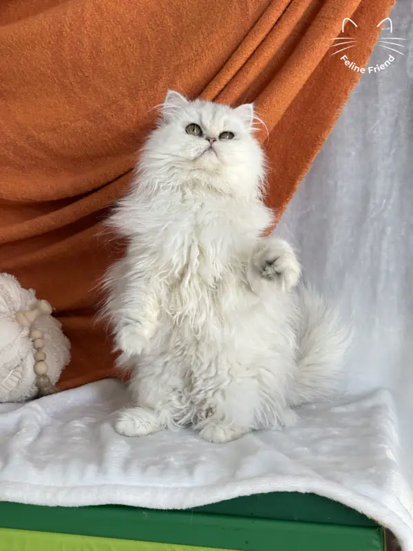 Rosie, a silver shaded exotic/persian kitten — photo 8