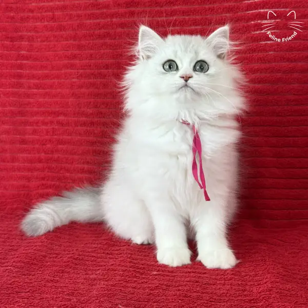 Strawberry, a silver bicolor persian kitten