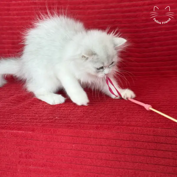 Strawberry, a silver bicolor persian kitten — photo 10