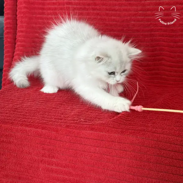 Strawberry, a silver bicolor persian kitten — photo 11