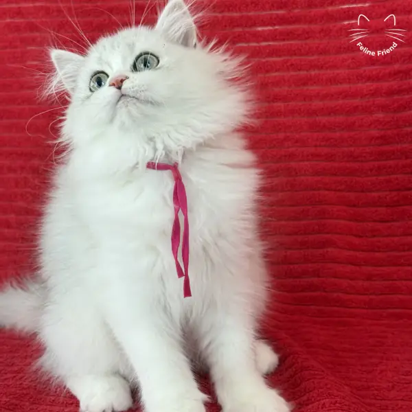 Strawberry, a silver bicolor persian kitten — photo 12