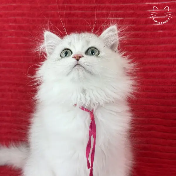 Strawberry, a silver bicolor persian kitten — photo 13