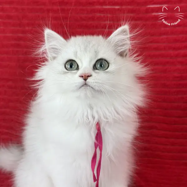 Strawberry, a silver bicolor persian kitten — photo 14
