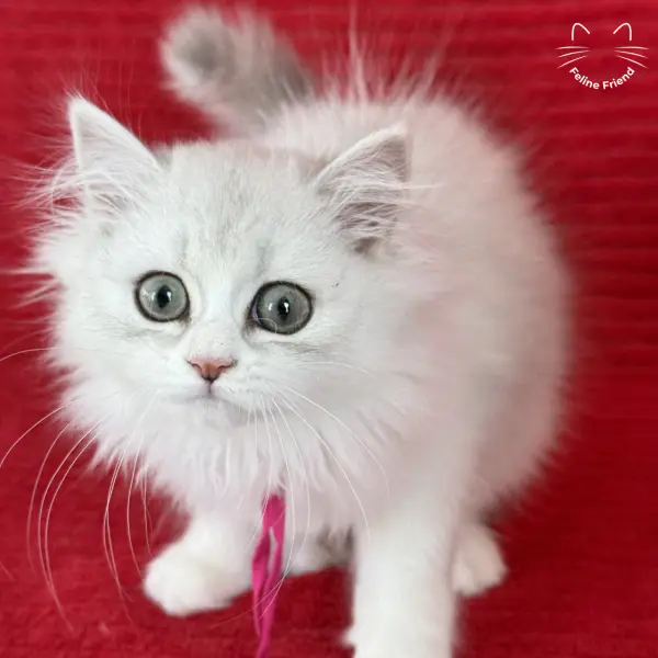 Strawberry, a silver bicolor persian kitten — photo 15
