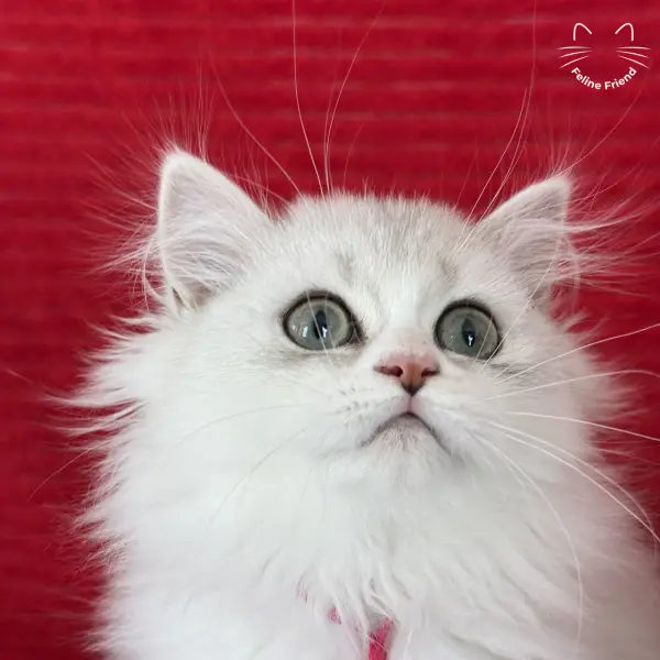 Strawberry, a silver bicolor persian kitten — photo 16