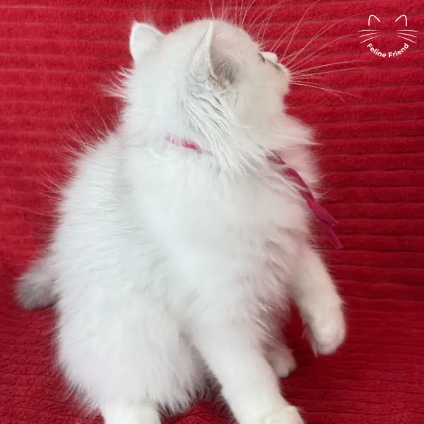 Strawberry, a silver bicolor persian kitten — photo 17