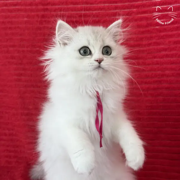 Strawberry, a silver bicolor persian kitten — photo 18