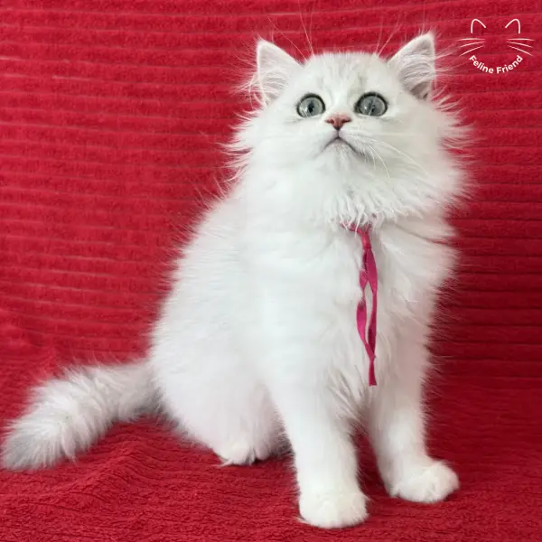 Strawberry, a silver bicolor persian kitten — photo 19