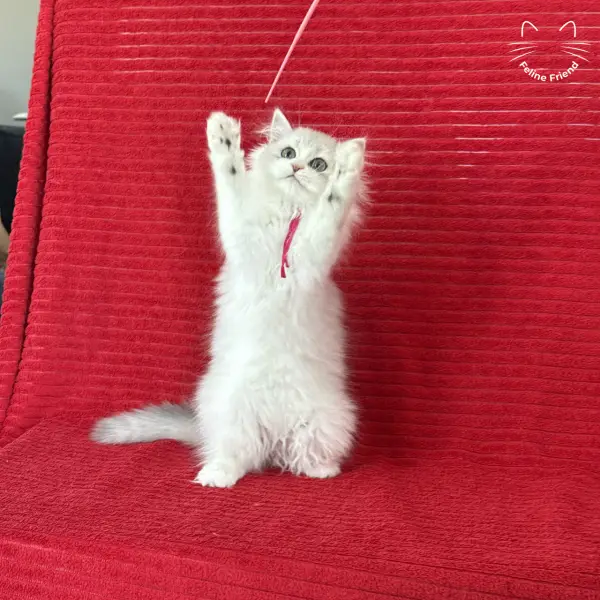 Strawberry, a silver bicolor persian kitten — photo 2