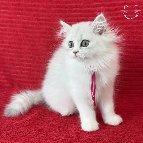 Strawberry, a silver bicolor persian kitten — photo 20