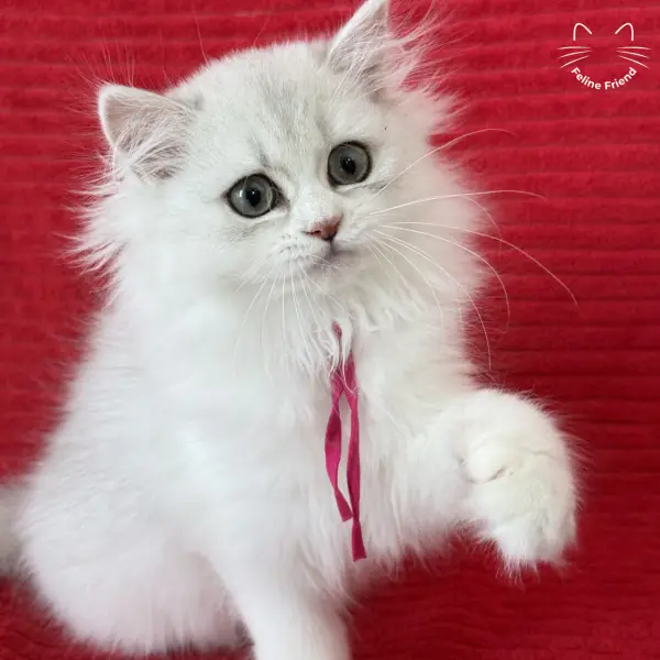 Strawberry, a silver bicolor persian kitten — photo 21