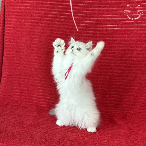 Strawberry, a silver bicolor persian kitten — photo 22