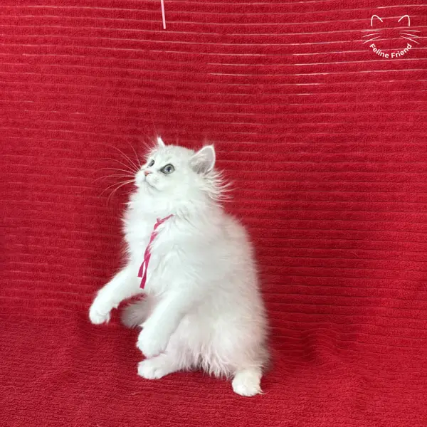 Strawberry, a silver bicolor persian kitten — photo 23