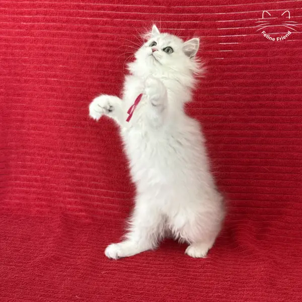 Strawberry, a silver bicolor persian kitten — photo 24