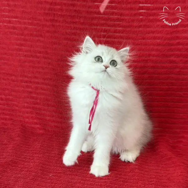 Strawberry, a silver bicolor persian kitten — photo 25