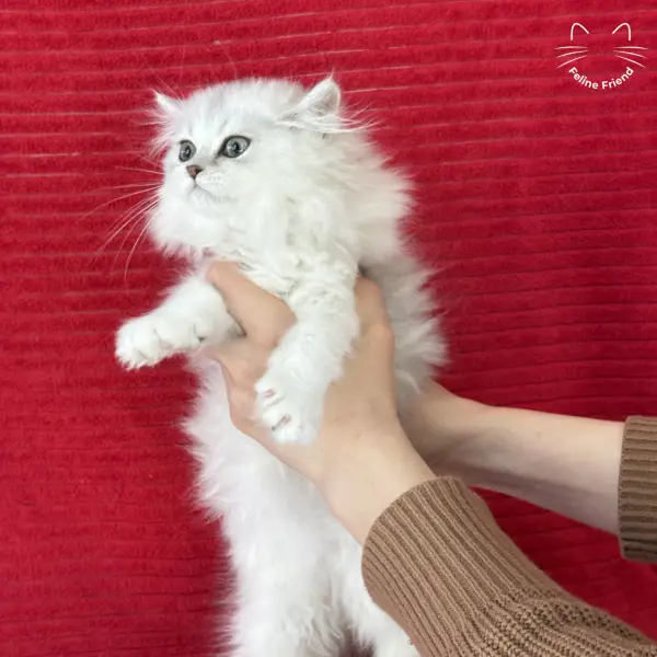 Strawberry, a silver bicolor persian kitten — photo 26