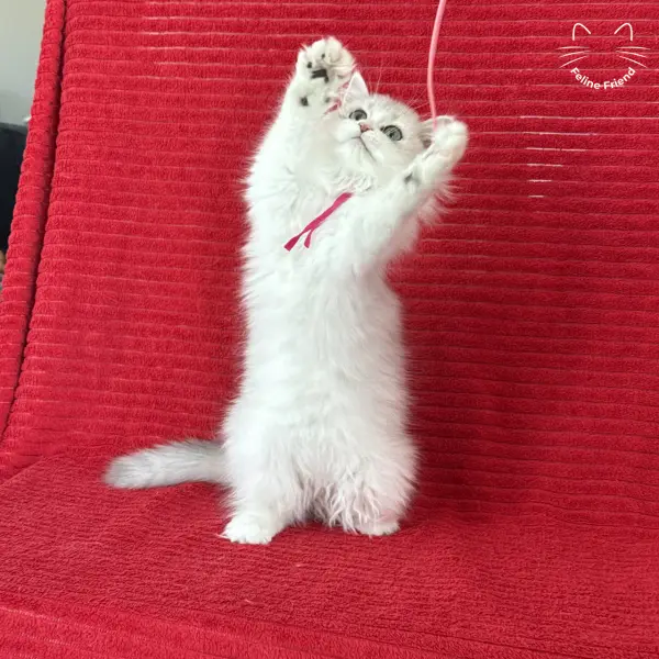 Strawberry, a silver bicolor persian kitten — photo 3